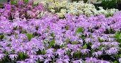 pleione landscape small